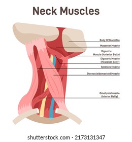 Neck muscles side view. Didactic scheme of anatomy of human muscular system with anatomical captions. 3 main groups of muscles: superficial, suprahyoid and infrahyoid muscles. Flat vector illustration