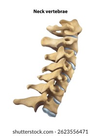 Neck vertebrae. Isolated vector illustration