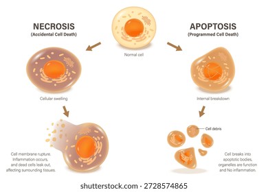 Necrose e apoptose. Diferença entre morte celular acidental e morte celular programada.