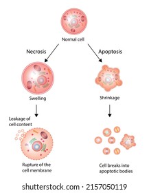 Necrosis and apoptosis of normal cell. cell death labeled outline diagram. Vector illustration