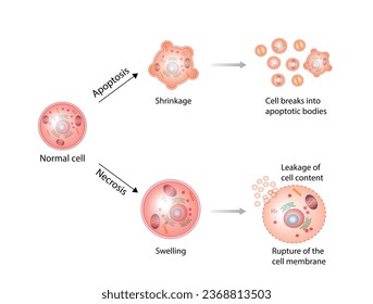 Necrosis and apoptosis of normal cell. cell death labeled outline diagram. Vector illustration