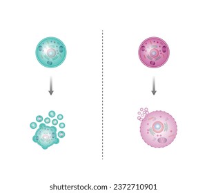 Necrosis and apoptosis of normal cell. cell death labeled outline diagram. Vector illustration