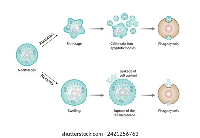 Nekrose und Apoptose normaler Zellen. Zelltod markiert Skizze Diagramm. Vektorgrafik