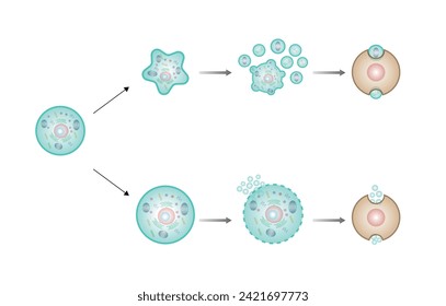 Necrosis y apoptosis celular normal. diagrama de esquema etiquetado de muerte de celda. Ilustración del vector