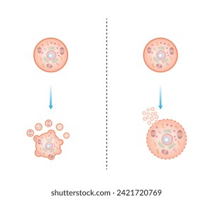 Necrosis y apoptosis celular normal. diagrama de esquema etiquetado de muerte de celda. Ilustración vectorial.