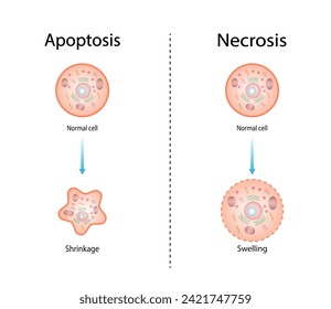 Nekrose und Apoptose normaler Zellen. Zelltod markiert Skizze Diagramm. Vektorgrafik.