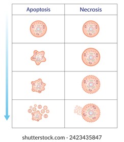 Necrosis y apoptosis celular normal. Tipos de muerte de celda. Diagrama científico etiquetado. Ilustración vectorial.