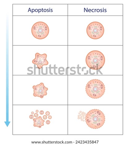 Necrosis and apoptosis of normal cell. Cell death types. Labeled scientific diagram. Vector illustration.