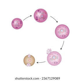 Necrosis, Muerte de Células Patológicas, Muerte de los tejidos corporales, Lesiones celulares que resultan en la muerte prematura de células en el tejido vivo por autólisis.