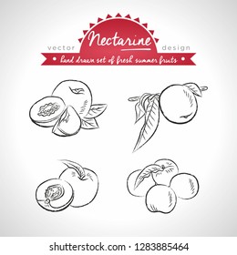 Nectarine Collection of fresh fruits with leaf. Vector illustration. Isolated	