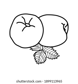 Nectarine Fruit Icon. Vector Design Illustration Sign Logo.