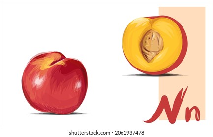 Nectarine fruit, sliced in half with seed. Peach set, orange and red color, flat illustration of healthy food. Realistic peaches.