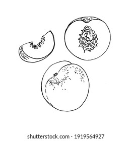 Nectarine fruit Vector drawing of food.
