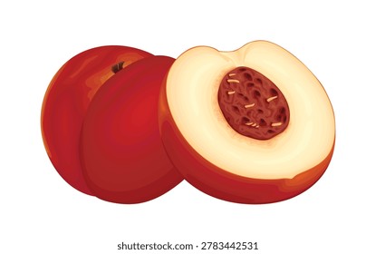 Nectarine realistic flat colors vector illustration on white background