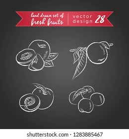 Nectarine. Set of fresh fruits, whole, half and bitten with leaf. Vector illustration. Isolated on blackboard	