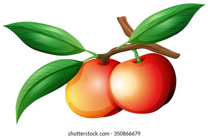 Nectarines on the branch illustration