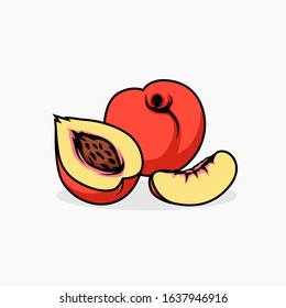 Nectarines vector illustration isolated for all purpose
