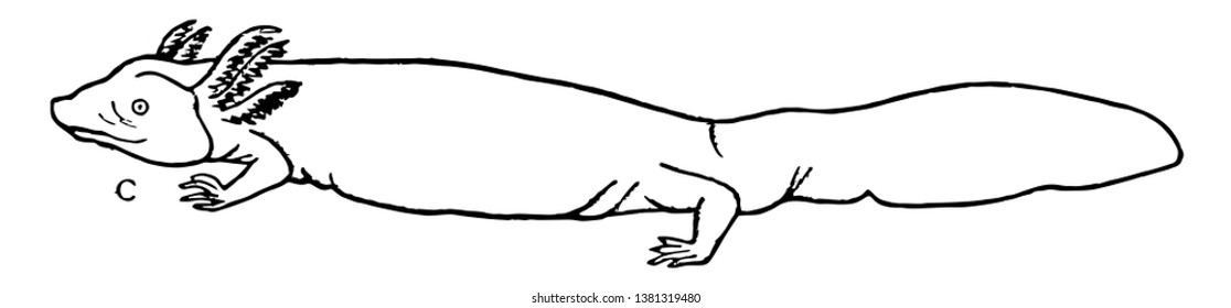 Necturus is a genus of aquatic salamanders endemic to the eastern United States and Canada, vintage line drawing or engraving illustration.