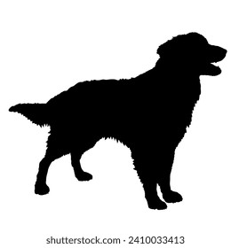 Nederlandse Kooikerhondje Dog on the move. Dog in different poses. jumps runs. The dog is sitting. The dog is lying down playing