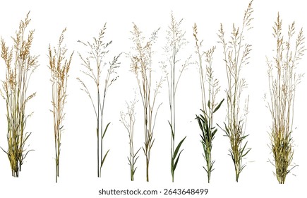 Needle grass Stipa capillata isolated tree, vector illustration, wildflower meadow, prairie grass, dryland vegetation, grassland plant, botanical illustration, natural habitat flora.