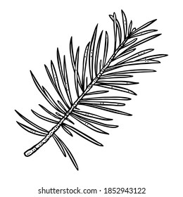 Needles branch. Vector vintage black engraving illustration. Isolated on white background.