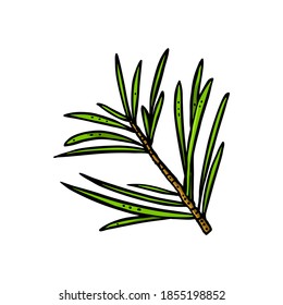 Needles branch. Vector vintage color engraving illustration. Isolated on white background.