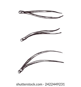 Aiguilles d'un pin. Illustration botanique graphique dessinée à la main à l'encre marron. Ensemble d'objets isolés