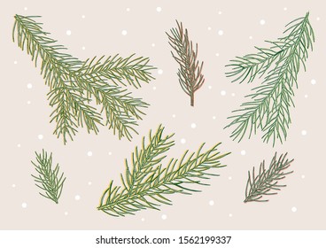 needles spruce branches winter new year hand draw