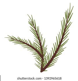  Nadeln des Fichtenbaums, die aus kleinen holzigen Ecken aus den Zweigen wachsen, Vektorfarbzeichnung oder -grafik