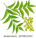 Neem Branch Colored Detailed Illustration.