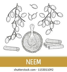 Neem. Fruit, root, powder. Sketch. Set. Monochrome.