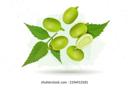 Neem Fruit vector illustration with neem leaves isolated on white background