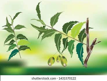 Neem Leaf Backgroud Is Green Vector