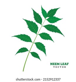 Neem leaf isolated - vector illustration