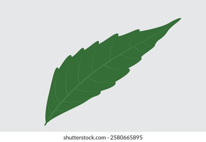 Neem Leaf Vector Art Illustration Isolated on white background
