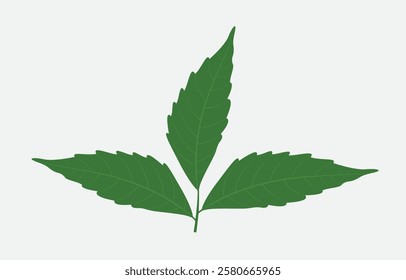 Neem Leaf Vector Art Illustration Isolated on white background
