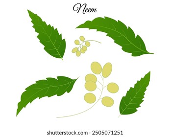 Plantilla de diseño de Vector de hoja de neem. El árbol de neem (Azadirachta indica) es un árbol nativo del subcontinente indio, pero ahora se cultiva en muchas regiones tropicales y subtropicales de todo el mundo.