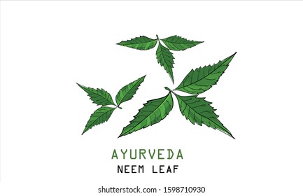 Neem Leaf Vector Illustration Ayurveda