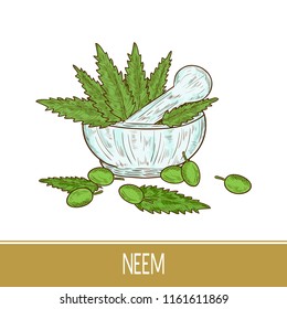 Neem. Leaves, fruit. Mortar. Color pattern. Sketch.