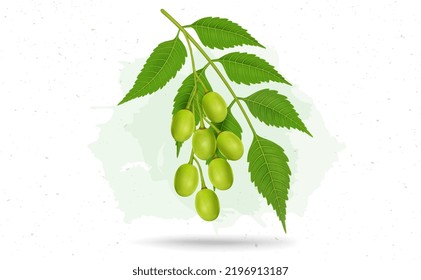 Neem Leaves with fruit vector illustration 