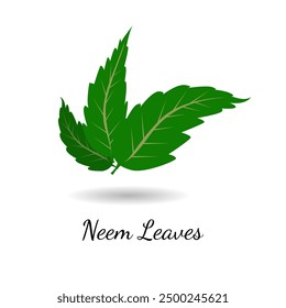 Neem Leaves Herbal Medicines Health Benefits Art Illustration Design Vector