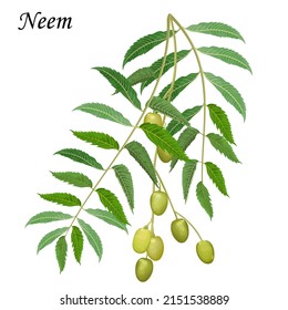 Neem, medical plant vector illustration.