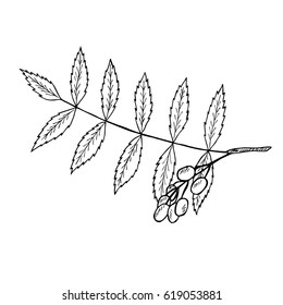 Neem or nimtree, medicinal plant. Ayurvedic Herb. Hand drawing ink illustration. Design for essential oil, natural cosmetics, treatment, aromatherapy, homeopathy. For print, poster, logo, label.