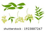 neem plant neem leaf set neem oil ayurvedic herb illustration nimtree medicinal tree