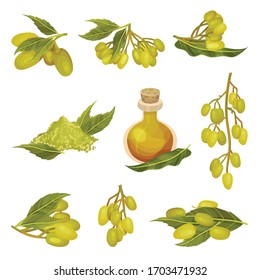Neem Plant with Leafy Branches and Fruits Vector Set