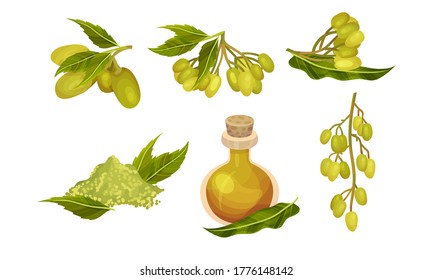 Neem Plant with Leafy Branches and Fruits Vector Set