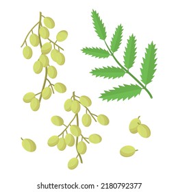 Neem. Plant. Leaves, fruits. Vector set in a flat style on a white background.