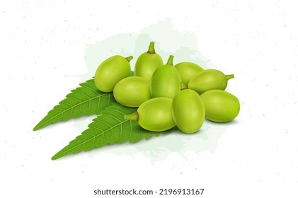 Neem Tree berries vector illustration with green leaves 