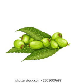 Neem tree berry fruits and green leaves in pile vector illustration. Cartoon isolated raw ripe neem plant for wellness and health, vitamin organic vegetable and food ingredient for cooking in India