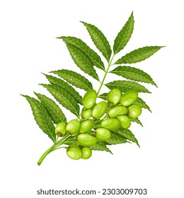 Neem tree branch with green leaves and fruits vector illustration. Cartoon isolated Azadirachta indica or nimtree twig from garden in India, neem plant of Ayurveda medicine and vegetable for eating